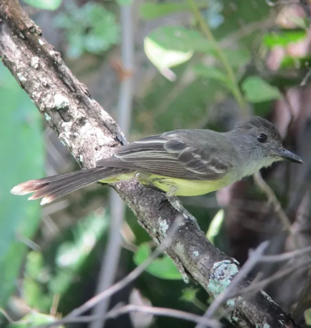 File:Myiarchus apicalis Atrapamoscas apical Apical Flycatcher (6785250396).jpg