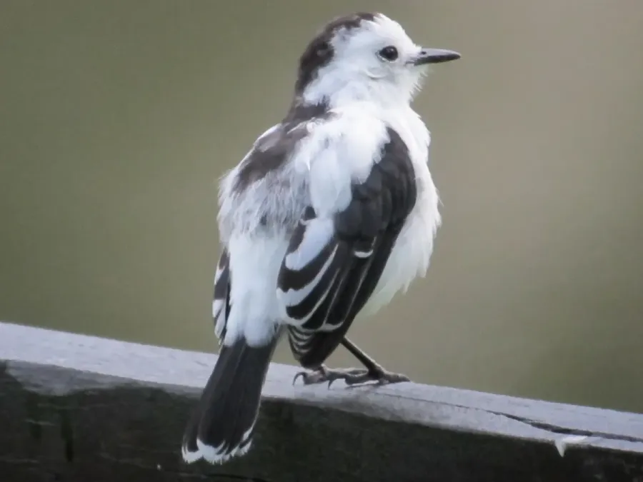 File:Fluvicola pica Viudita frentinegra Pied Water-Tyrant (6783496594).jpg
