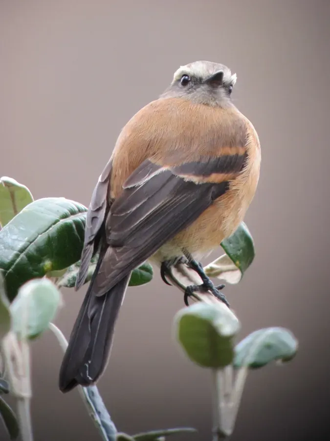 File:Ochthoeca fumicolor Pitajo ahumado Brown-backed Chat-Tyrant (6929687613).jpg