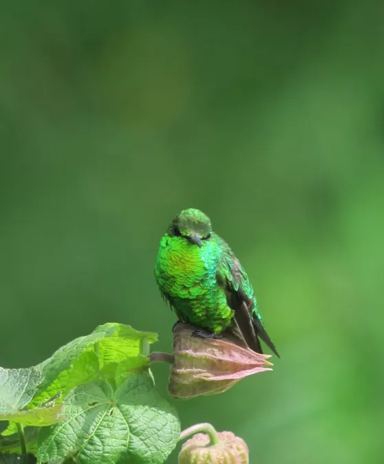 File:Chlorostilbon poortmani Esmeralda rabicorta Short-tailed Emerald (6929529893).jpg
