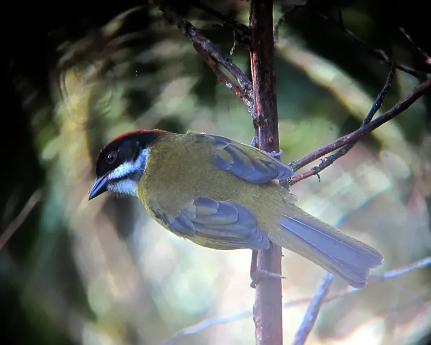 File:Atlapetes albofrenatus Gorrión montés bigotudo Moustached Brush-Finch (6782095528).jpg
