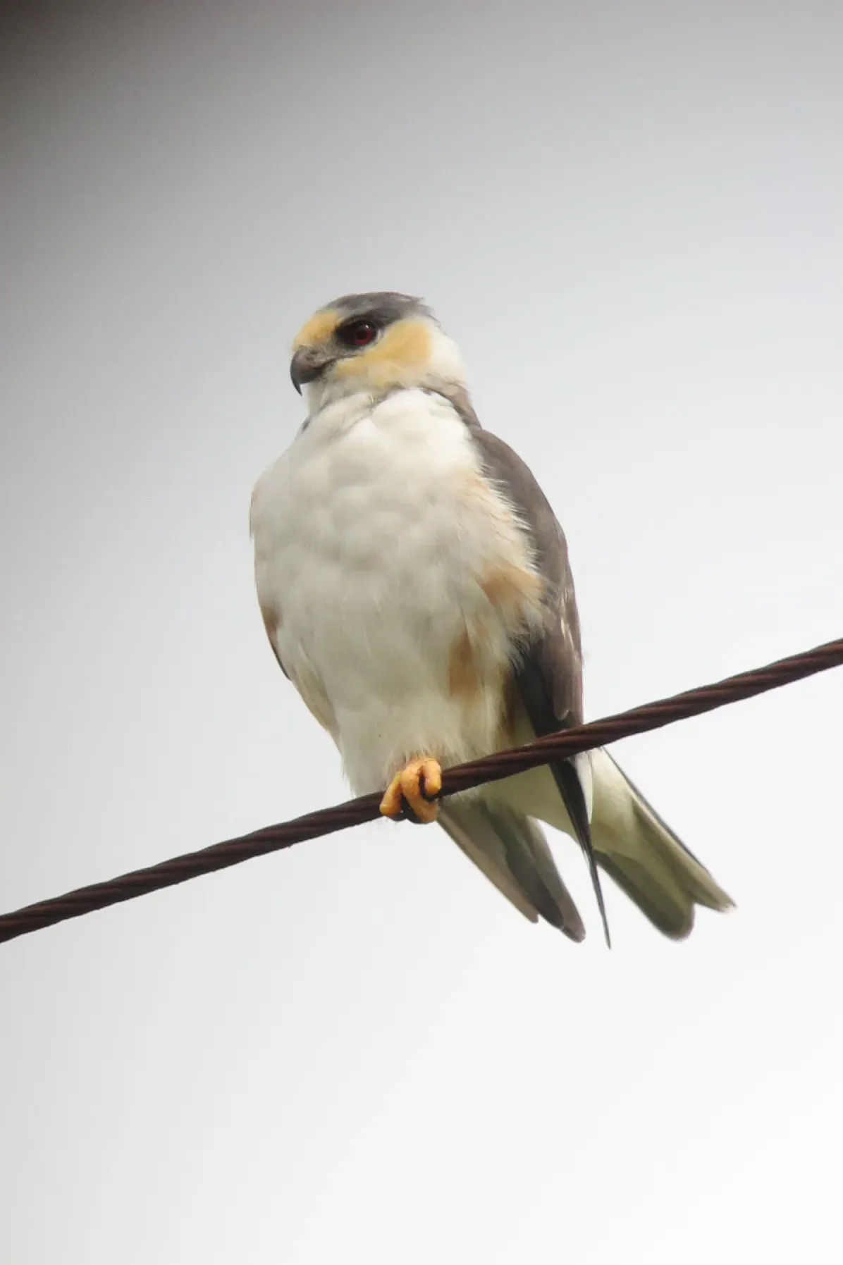 File:Gampsonyx swainsonii Gavilancito perlado Pearl Kite (6780531454).jpg