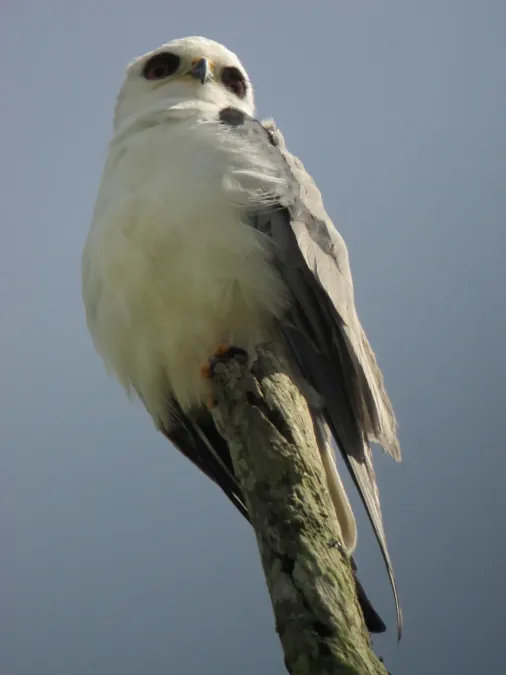 File:Elanus leucurus Gavilán maromero White-tailed Kite (6780552096).jpg