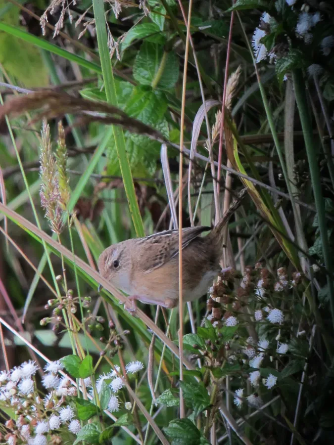 File:Cistothorus platensis Cucarachero paramuno Grass Wren (6780159498).jpg