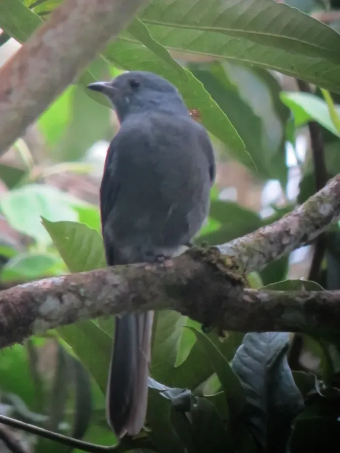File:Lipaugus fuscocinereus Guardabosque cenizo Dusky Piha (6921955267).jpg