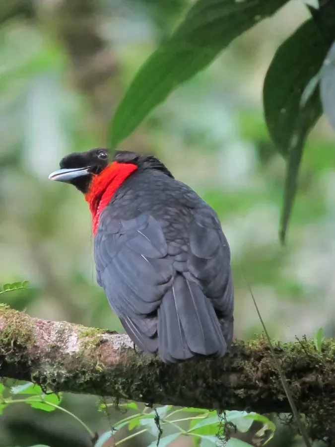 File:Pyroderus scutatus Toropisco montañero Red-ruffed Fruitcrow (6775823688).jpg