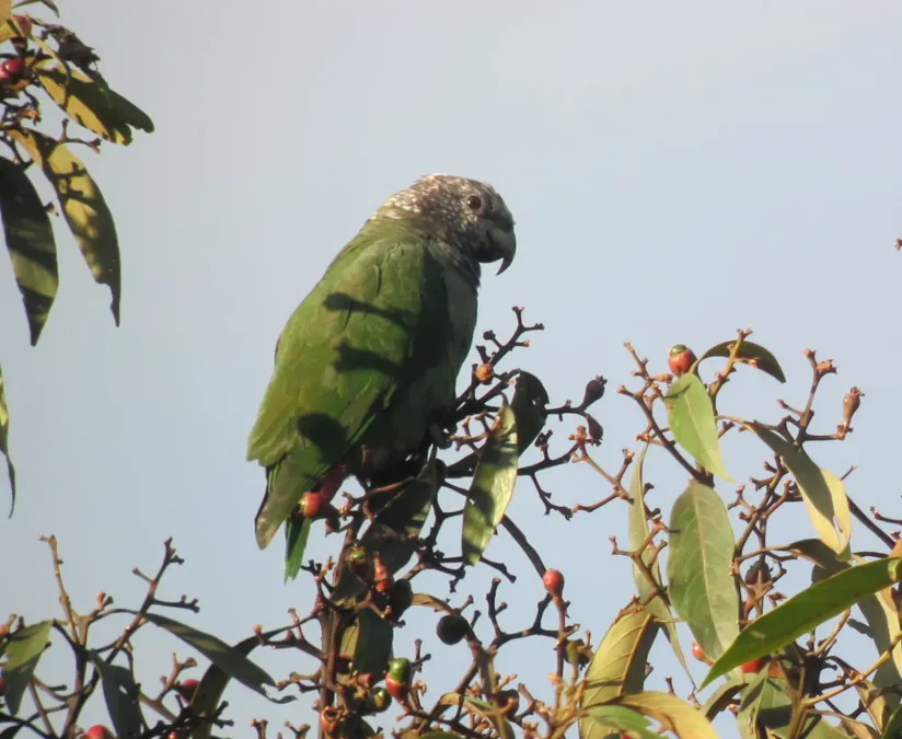 File:Pionus tumultuosus Cotorra gorriblanca Speckled-faced Parrot (6921637191).jpg