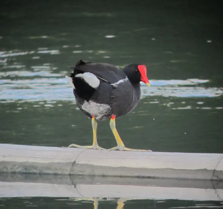 File:Gallinula galeata Polla gris Common Gallinule (6775386136).jpg