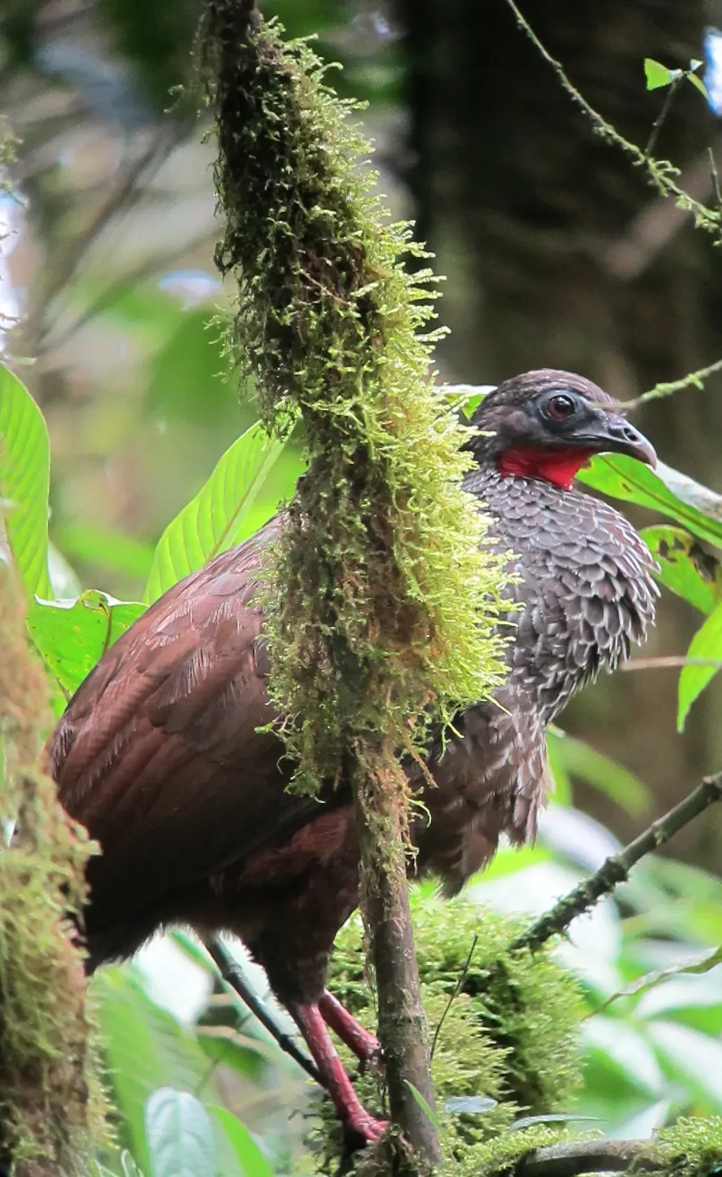 File:Penelope perspicax Pava caucana Cauca Guan (6775231616).jpg