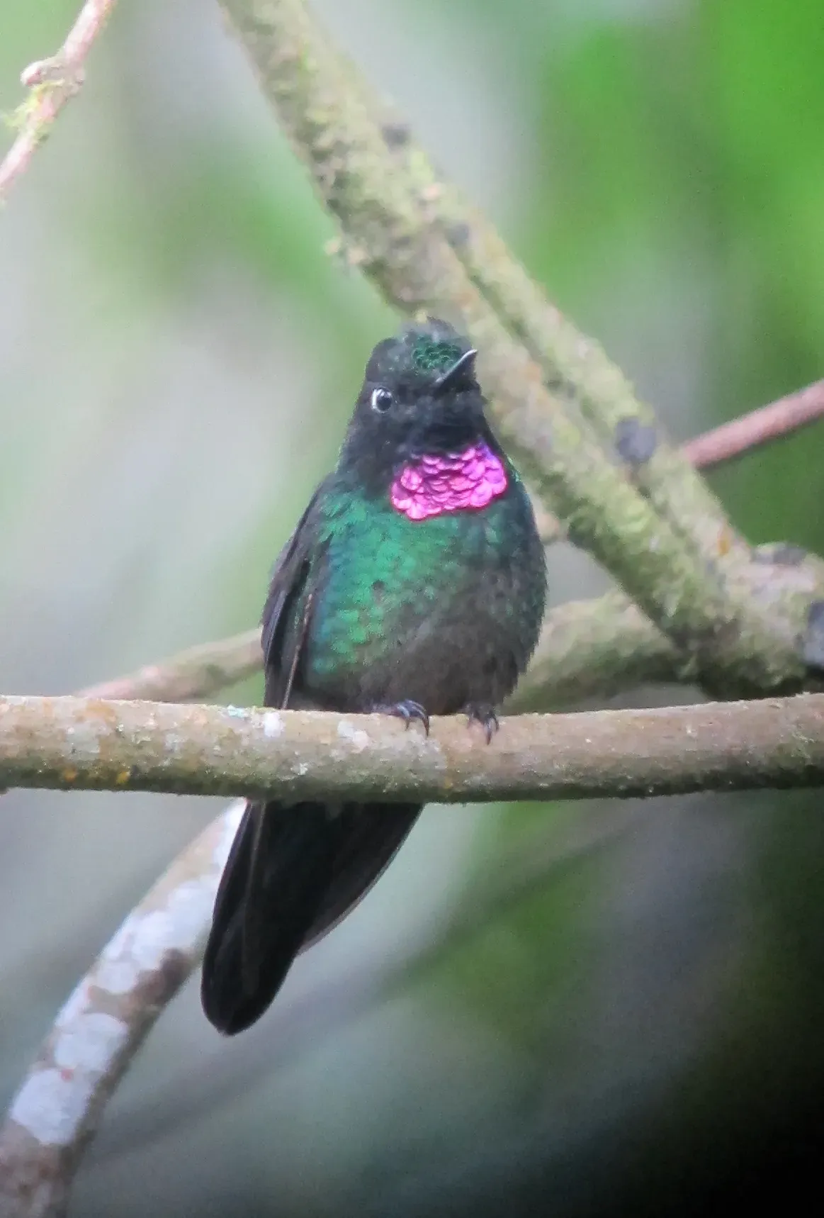 File:Heliangelus exortis Heliángelus belicoso Tourmaline Sunangel (6917538329).jpg