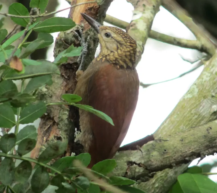 File:Xiphorhynchus susurrans Trepatroncos cacao Cocoa Woodcreeper (6910212133).jpg