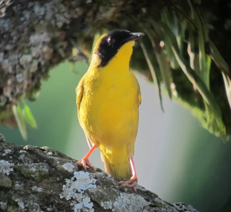File:Geothlypis semiflava Reinita carinegra Olive-crowned Yellowthroat (male) (6905496507).jpg