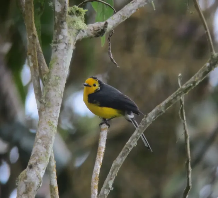 File:Myioborus ornatus Abanico cariblanco Golden-fronted Whitestart (6903155741).jpg