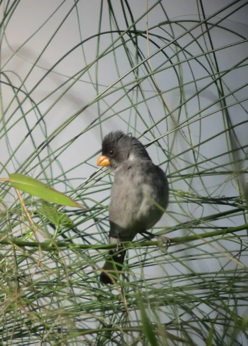 File:Sporophila intermedia Espiguero gris Grey Seedeater (6902115039).jpg