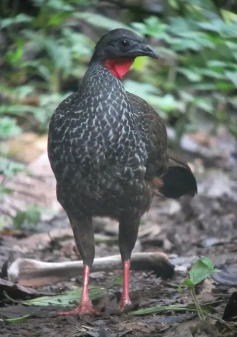 File:Penelope perspicax Pava caucana Cauca Guan (6894085819).jpg