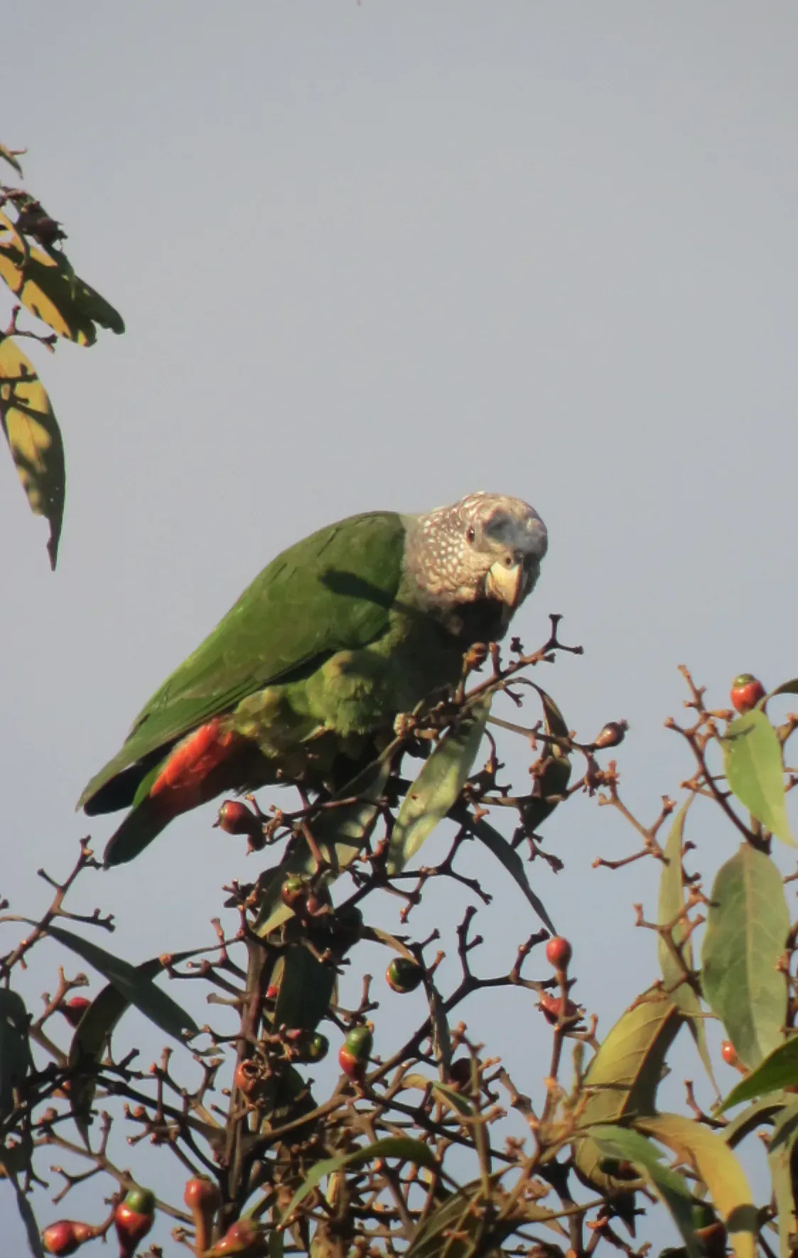 File:Pionus tumultuosus Cotorra gorriblanca Speckled-faced Parrot (6894085077).jpg