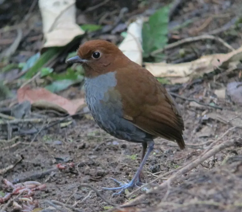 File:Grallaria rufocinerea Tororoi rufocenizo Bicolored Antpitta (6894056283).jpg