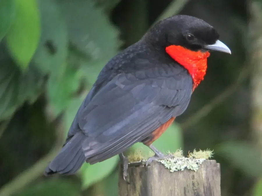 File:Pyroderus scutatus Toropisco montañero Red-ruffed Fruitcrow (6893971577).jpg