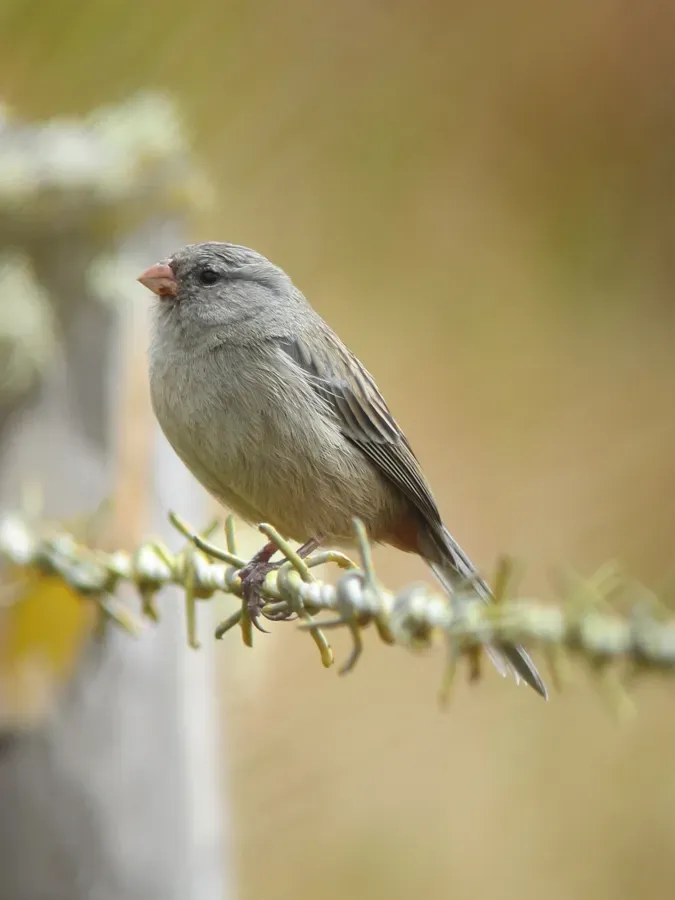 File:Catamenia inornata Semillero andino Plain-coloured Seedeater (6867184347).jpg