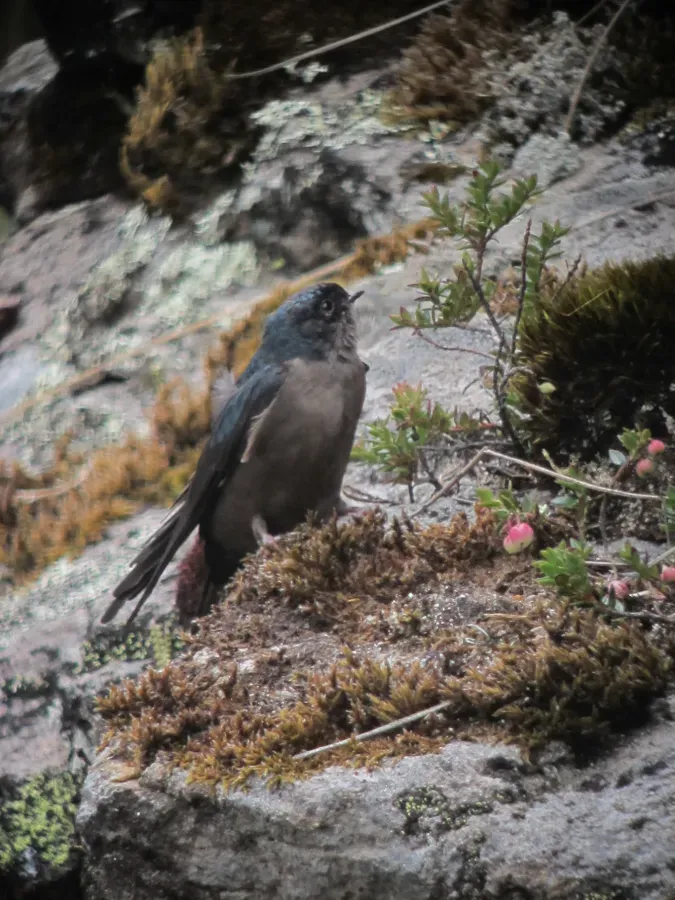 File:Orochelidon murina Golondrina plomiza Brown-bellied Swallow (6867154223).jpg