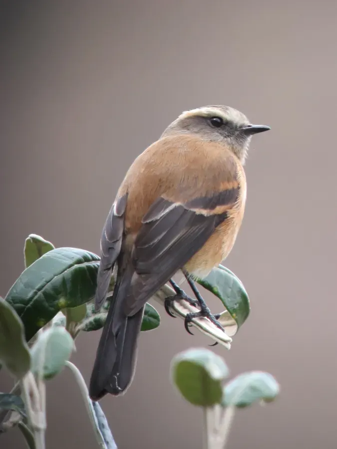 File:Ochthoeca fumicolor Pitajo ahumado Brown-backed Chat-Tyrant (6867098037).jpg
