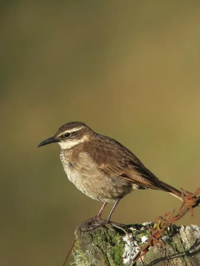 File:Cinclodes excelsior Cincldes cavador Stout-billed Cinclodes (6865791845).jpg