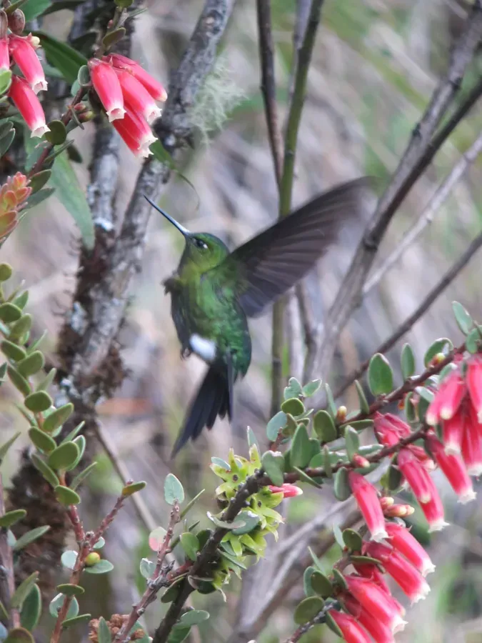 File:Eriocnemis mosquera Calzoncitos aúreo Golden-breasted Puffleg (6865791227).jpg