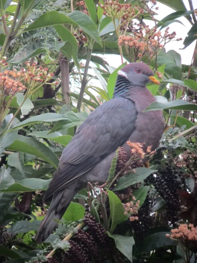 File:Patagioenas fasciata Paloma collareja Band-tailed Pigeon (6809335815).jpg