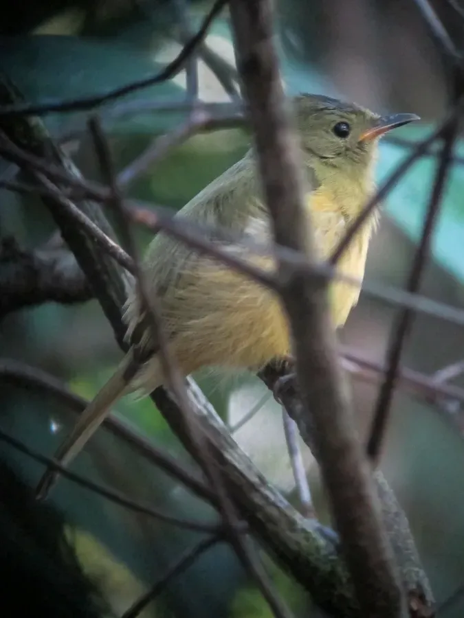 File:Mionectes oleagineus Atrapamoscas ocráceo Ochre-bellied Flycatcher (6771998521).jpg