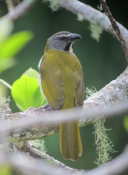 File:Saltator maximus Saltador ajicero Buff-throated Saltator (6770468379).jpg