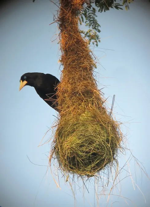 File:Psarocolius decumanus Oropéndola crestada Crested Oropendola (6770380285).jpg