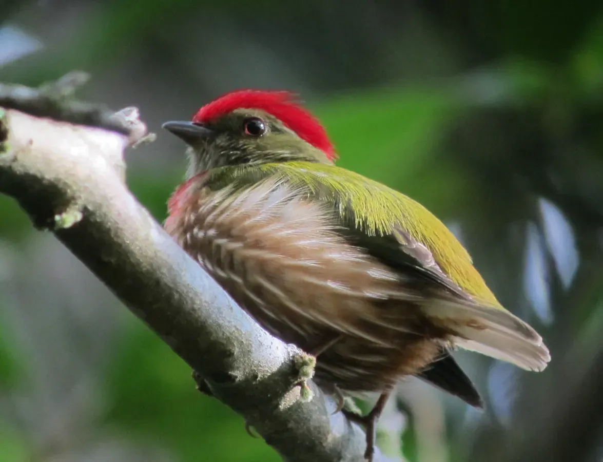 File:Machaeropterus regulus Saltarín rayado Striped Manakin (male) (6767397435).jpg