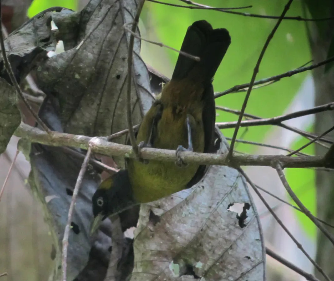 File:Mitrospingus cassinii Maraquera carisucia Dusky-faced Tanager (6731771639).jpg