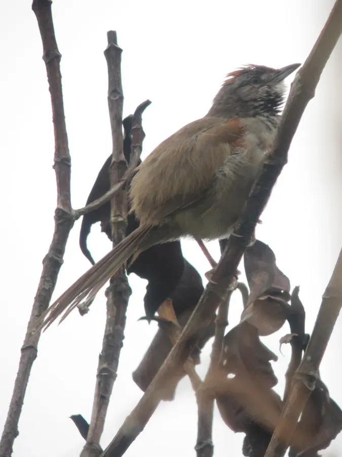 File:Synallaxis albescens Chamicero pálido Pale-breasted Spinetail (6730212053).jpg