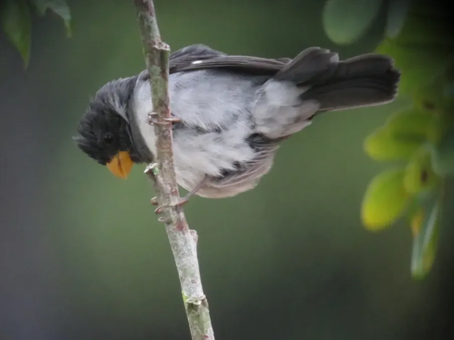File:Sporophila intermedia Espiguero gris Grey Seedeater (6730182291).jpg