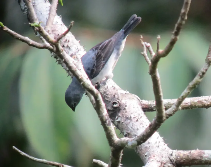 File:Tangara inornata Tángara ceniciento Plain-coloured Tanager (6727511245).jpg
