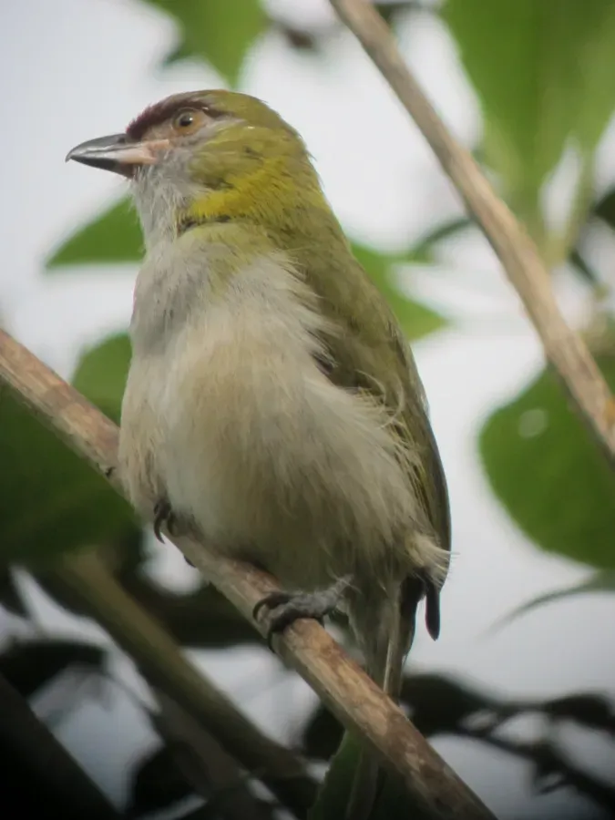 File:Cyclarhis nigrirostris Verderón piquinegro Black-billed Peppershrike (6685922211).jpg