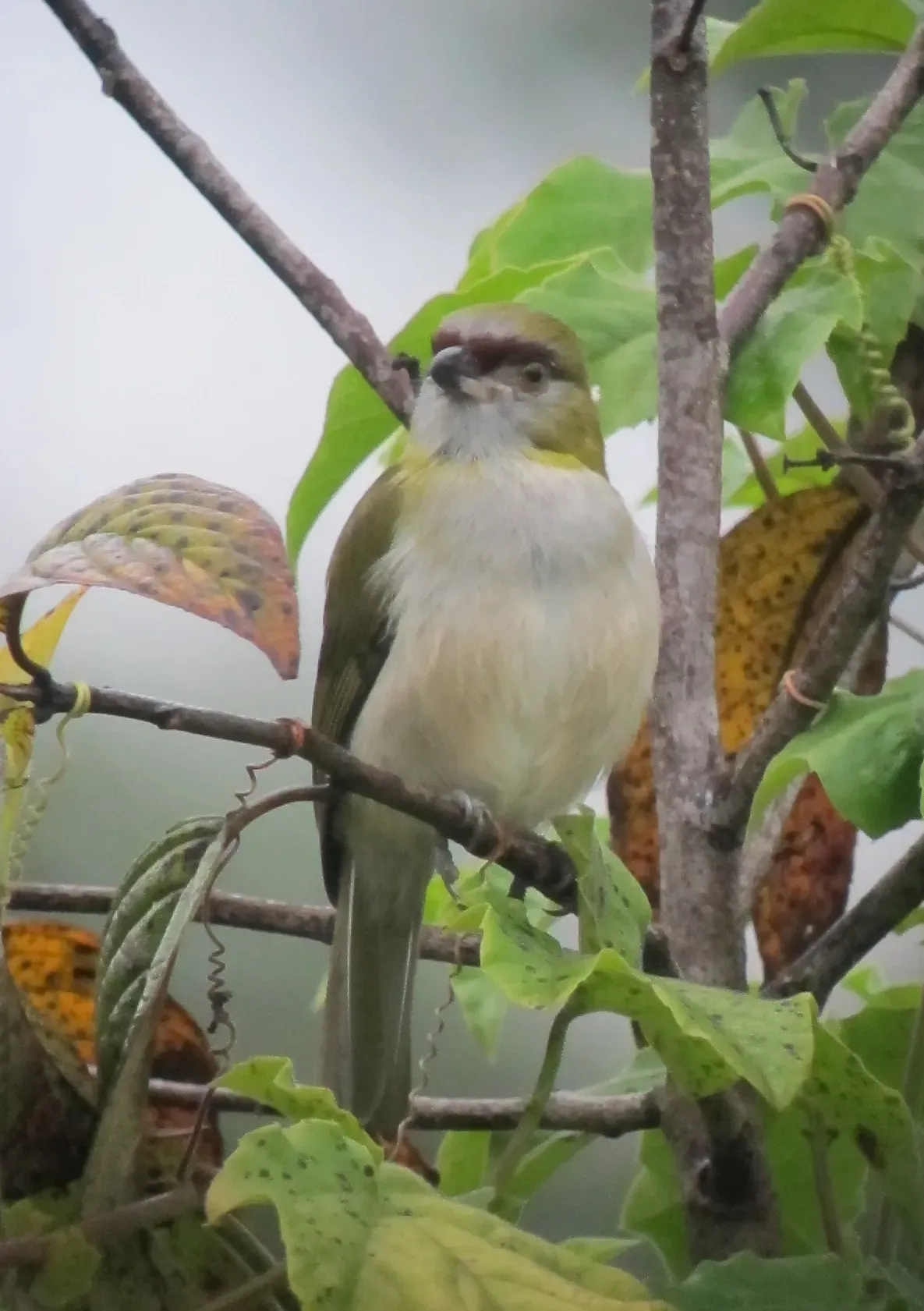 File:Cyclarhis nigrirostris Verderón piquinegro Black-billed Peppershrike (6684990119).jpg