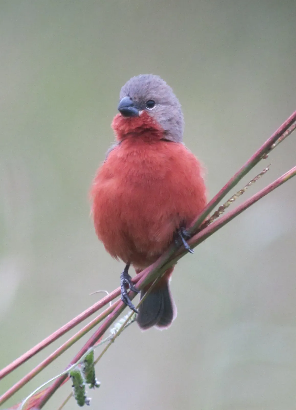File:Sporophila minuta Espiguero ladrillo Ruddy-breasted Seedeater (6604104439).jpg
