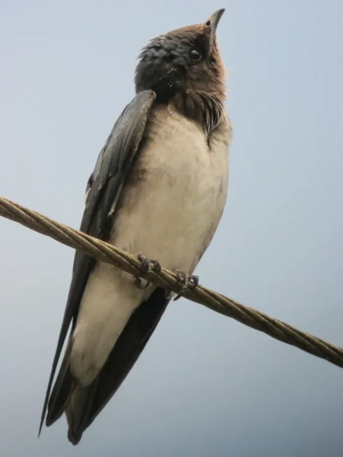 File:Progne chalybea Golondrina de campanario Grey-breasted Martin (6588538401).jpg