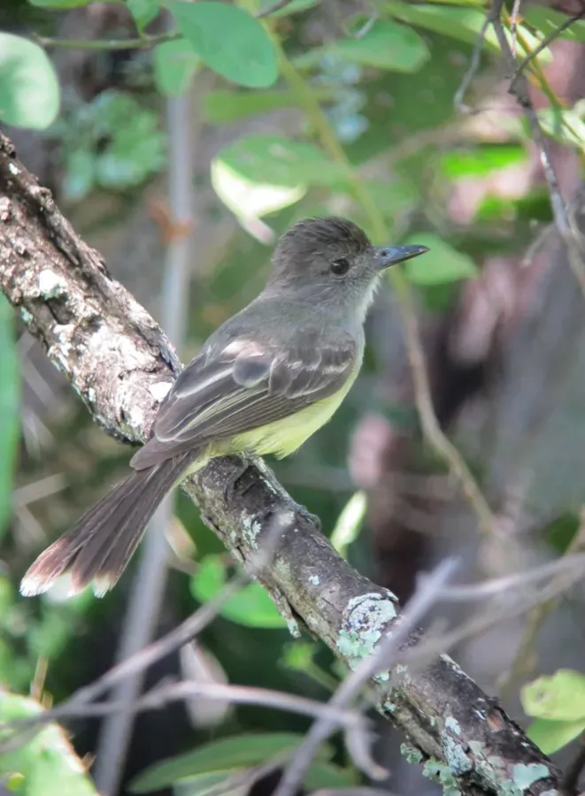 File:Myiarchus apicalis Atrapamoscas apical Apical Flycatcher (6578314421).jpg