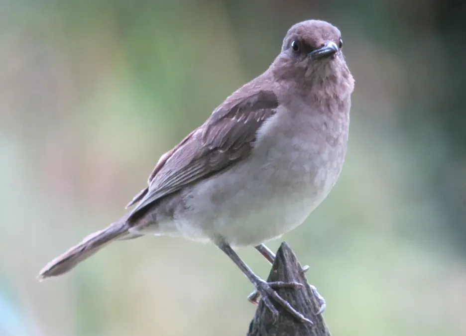 File:Turdus ignobilis Mirla embarradora Black-Billed Thrush (6559198731).jpg