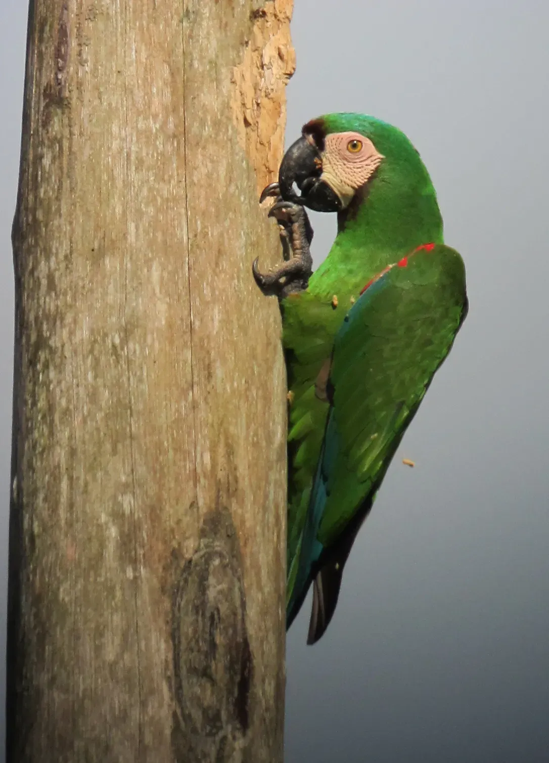 File:Ara severus Guacamaya cariseca Chestnut-Fronted Macaw (6555342145).jpg