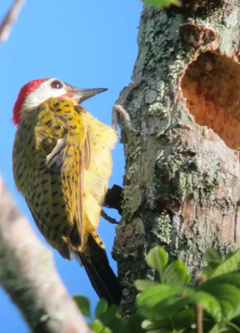 File:Colaptes punctigula Carpintero pechipunteado Spot-breasted Woodpecker (6555208483).jpg