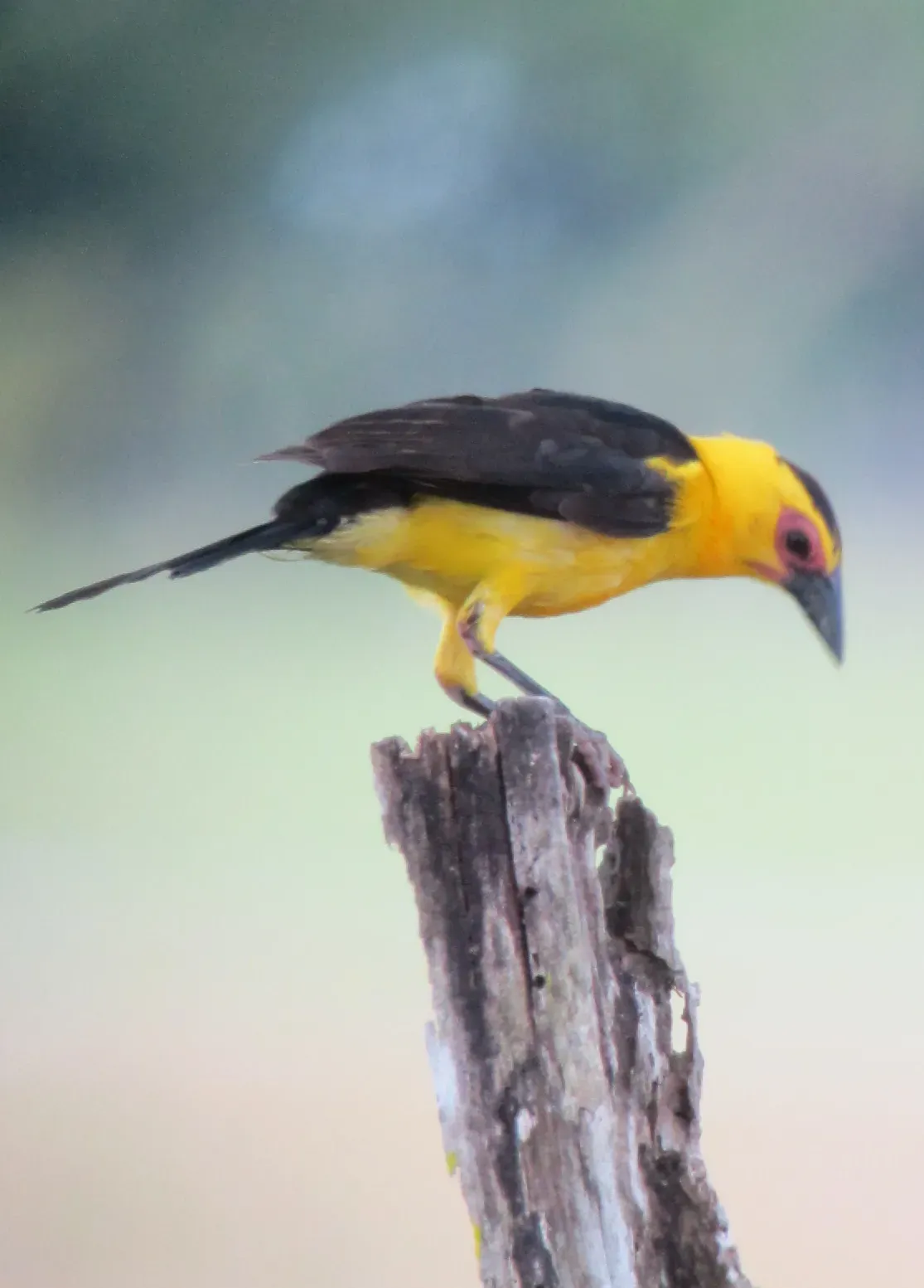 File:Gymnomystax mexicanus Turpial lagunero Oriole Blackbird (6554411433).jpg