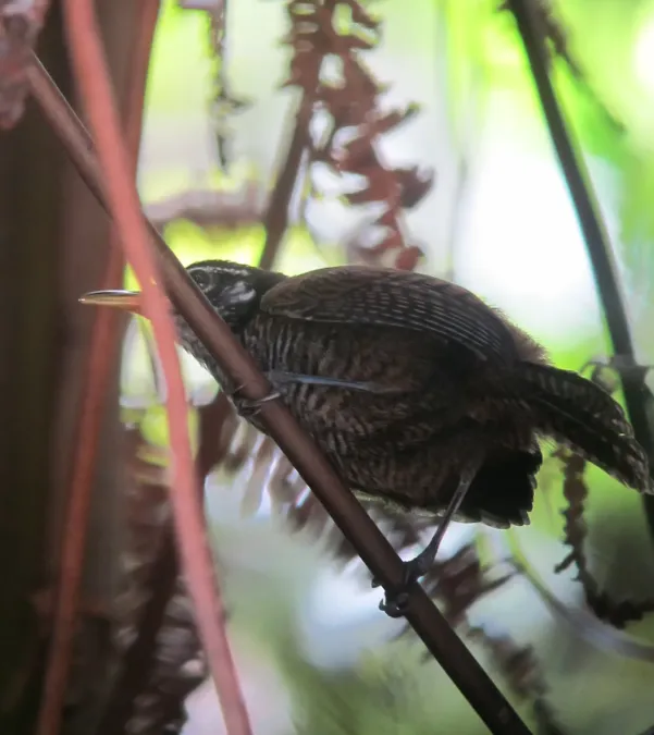 File:Cantorchilus nigricapillus Cucarachero ribereño Bay wren (8116570785).jpg
