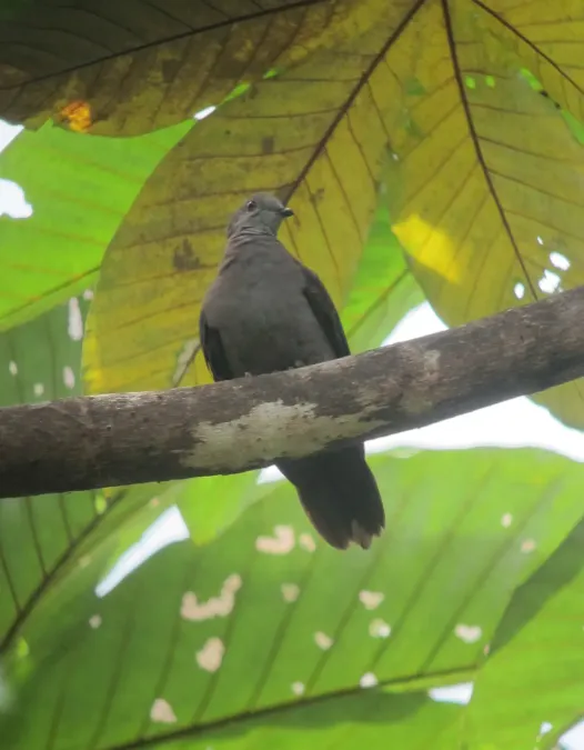 File:Patagioenas plumbea Paloma plomiza Plumbeous Pigeon (8116497963).jpg