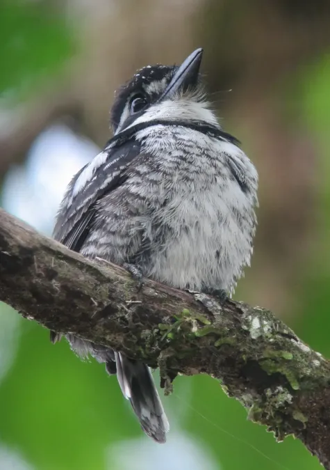 File:Notharchus tectus Bobo coronado Pied Puffbird (male) (8116487291).jpg