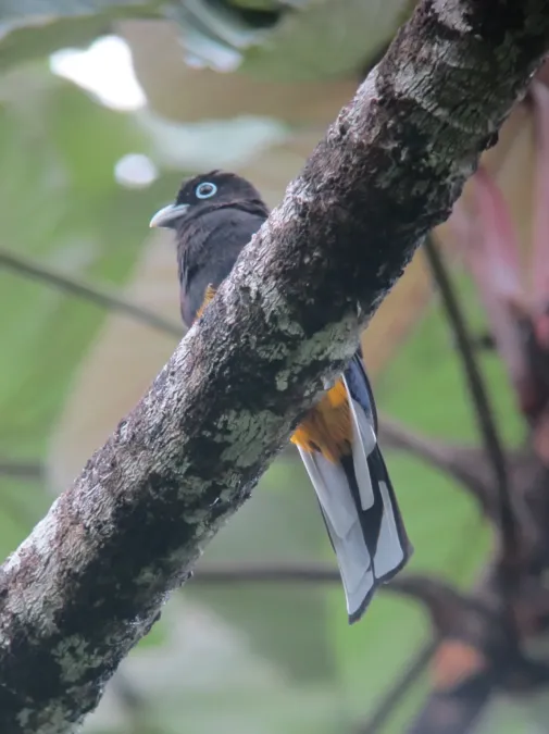 File:Trogon chionurus Trogón coliblanco occidental White-tailed Trogon (8116385978).jpg