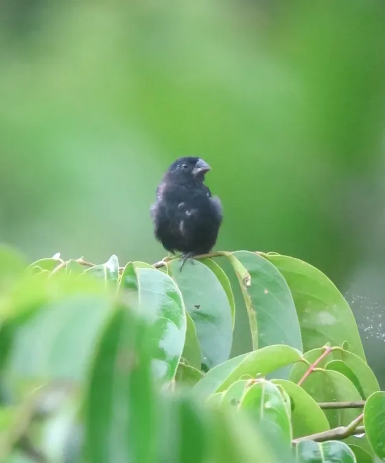 File:Sporophila funerea Arrocero piquigrueso Thick-billed Seed-Finch (male) (8116333704).jpg